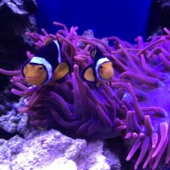 ReefMonkey714