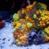 gwcorals