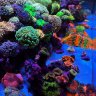Reef Radiance