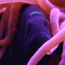 AnemoneKK15