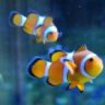 clownfish14