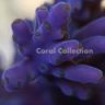 Coral Collection