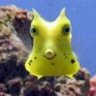 MrSquid