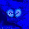 fishy_mcfish