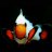 Chads_coral_collection