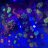 Reefoplis