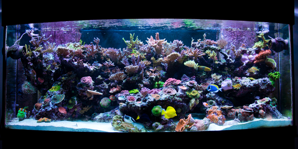 socalireefs community featured tank