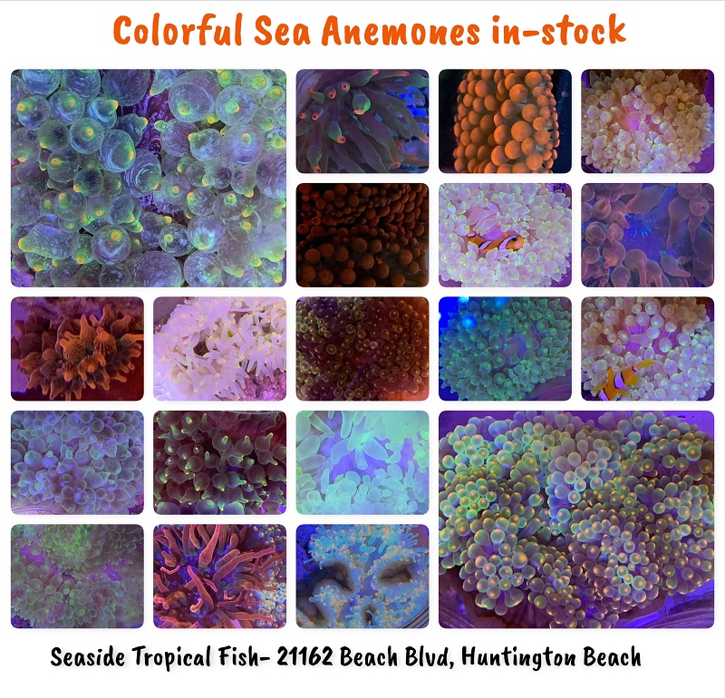anemones 9-15-2019.jpg