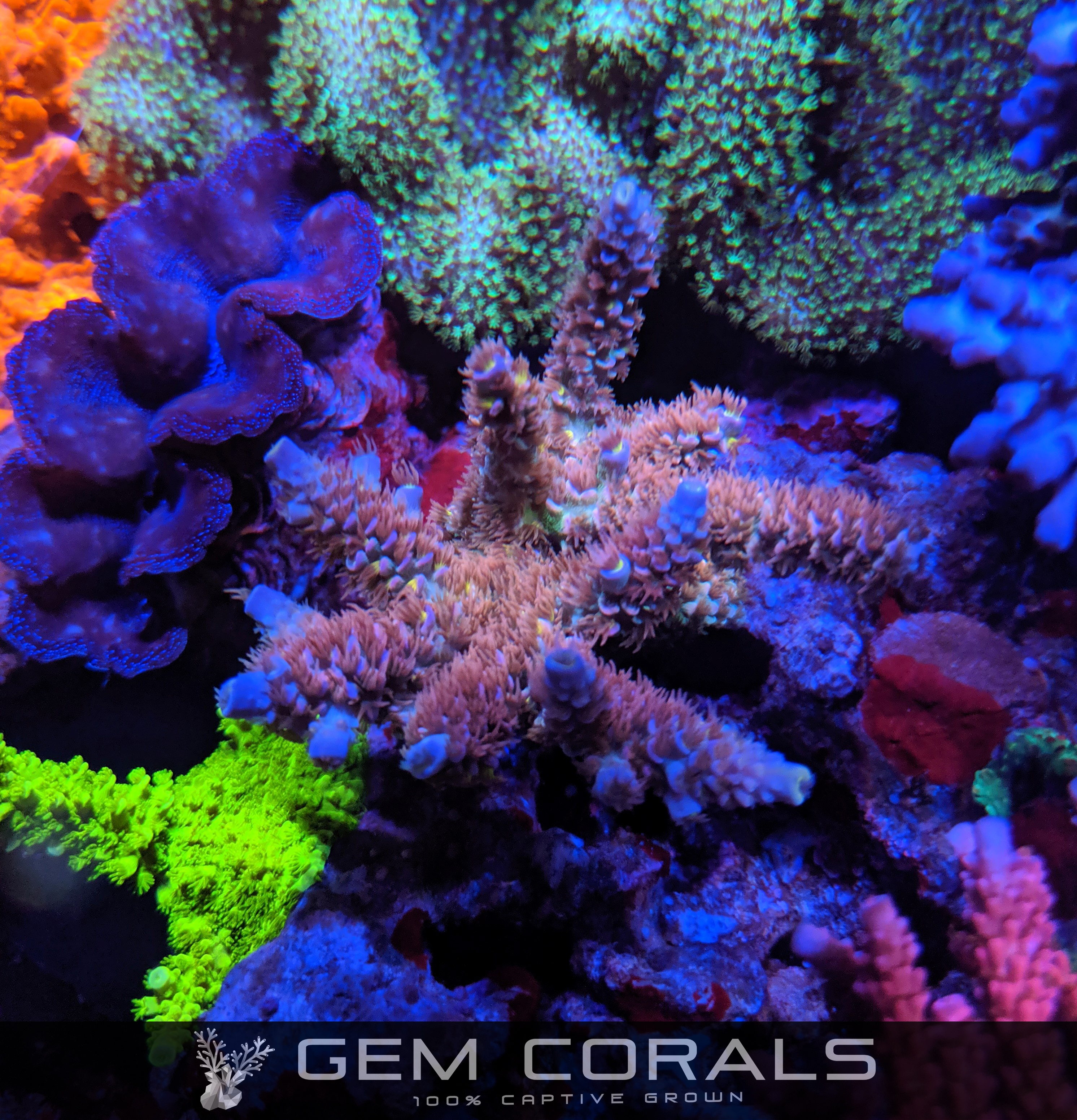 Battle Corals Rainbow Brite with banner.jpg