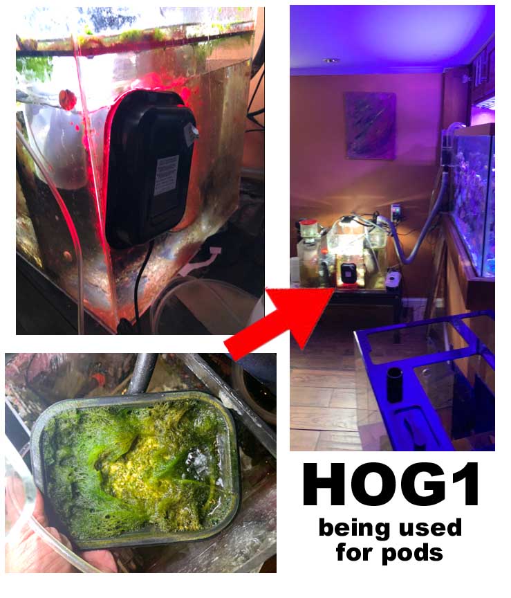 hog1 for pods.jpg