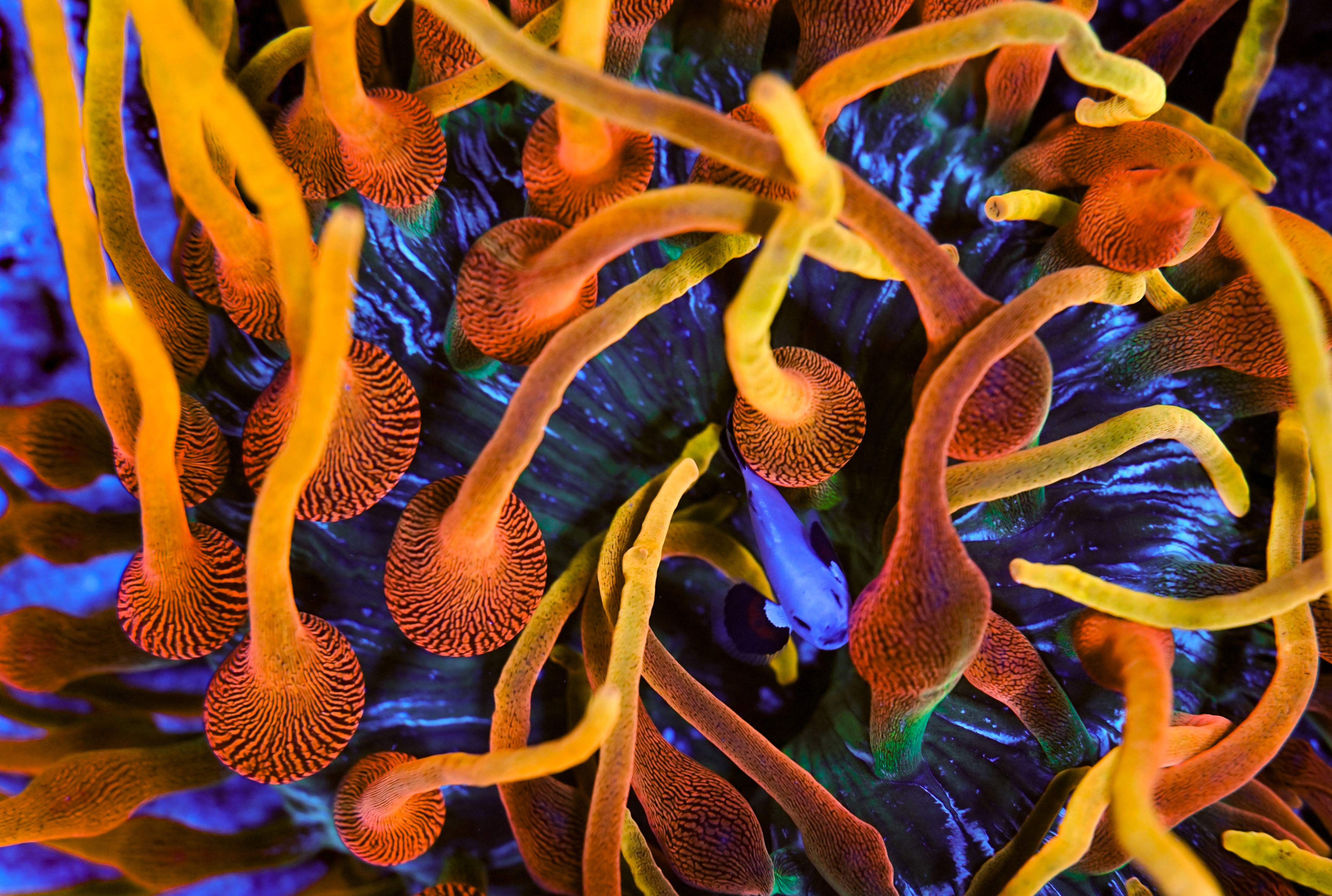 Reef-10.jpg