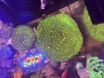 IMG_1436.jpeg