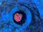 IMG_2245.jpeg