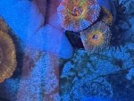 IMG_2270.jpeg