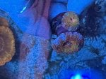 IMG_2271.jpeg