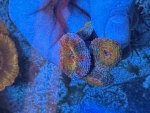 IMG_2269.jpeg