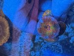 IMG_2268.jpeg