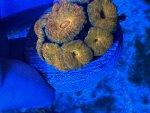 IMG_2265.jpeg