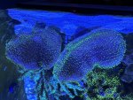 IMG_3733.jpeg