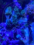 IMG_5316.jpeg