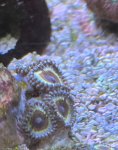 IMG_0817.jpeg