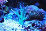 DSC_8595.JPG