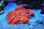 DSC_8616.JPG