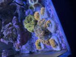 IMG_0594.jpeg
