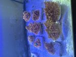 IMG_0488.jpeg