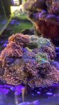 IMG_9518.jpeg