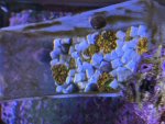 IMG_0597.jpeg