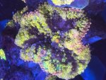 IMG_0774.jpeg