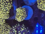 IMG_0770.jpeg