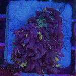 IMG_3677.jpeg