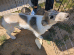 PXL_20250322_182639865_exported_stabilized_1742670001993.gif