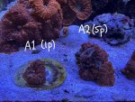 IMG_1723.jpeg
