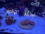 IMG_1724.jpeg