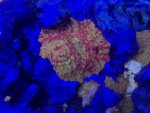 IMG_2172.jpeg