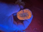 IMG_1558.jpeg