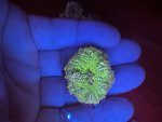 IMG_1550.jpeg