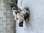 IMG_0637.jpeg