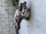 IMG_0638.jpeg
