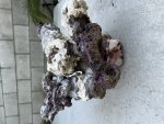 IMG_0635.jpeg