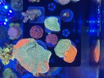 IMG_9235.jpeg