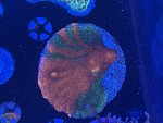 IMG_9275.jpeg