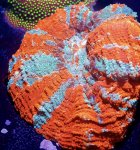 IMG_1561.jpeg