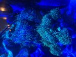 IMG_0620.jpeg