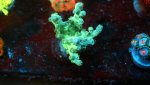 branching cyphastrea.JPG