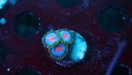 miami vice  3 polyp 2.JPG