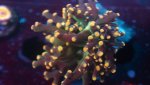 orange tip frogspawn 1 head 2.JPG